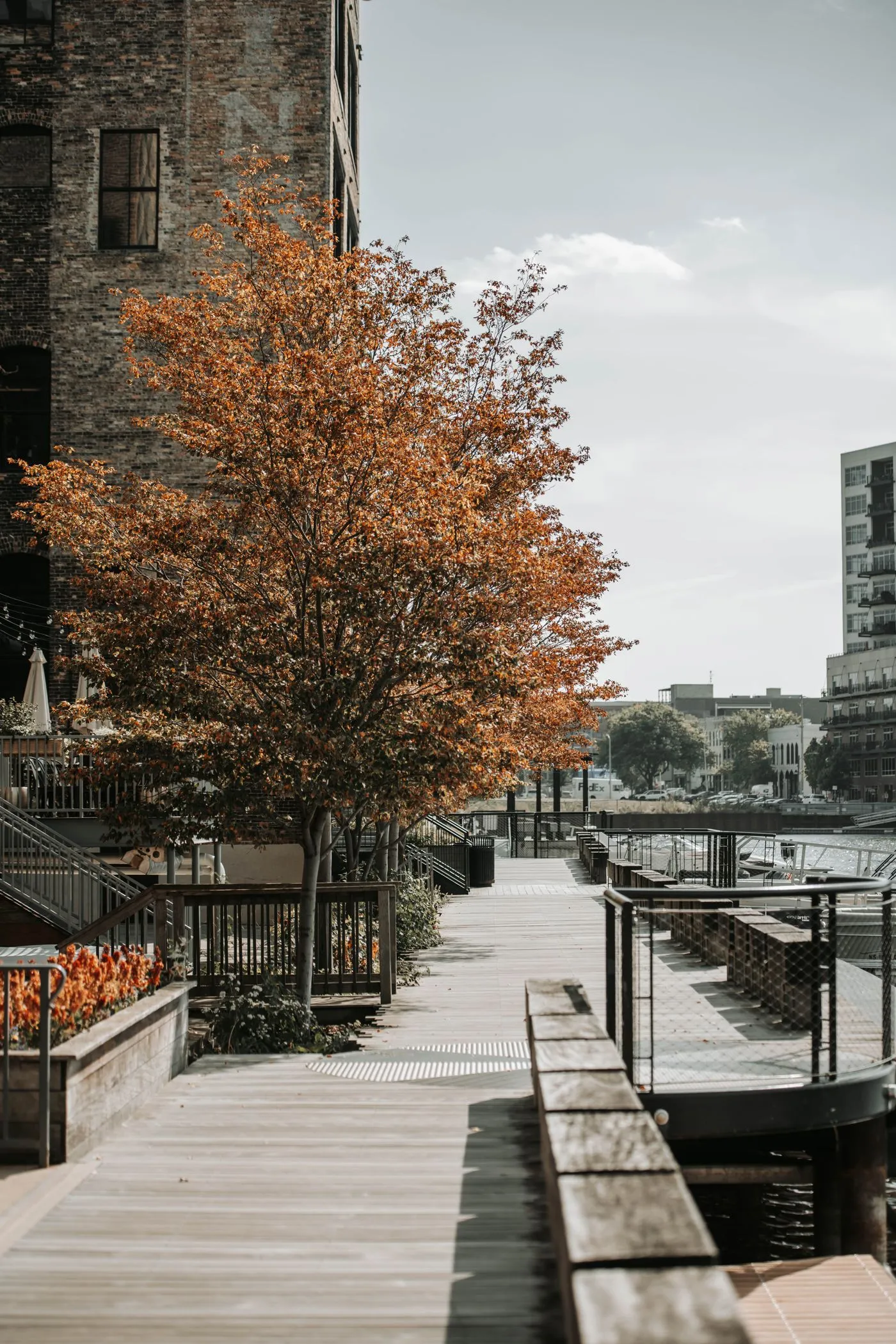 An autumn tree beside a boardwalk on the Milwaukee Riverwalk.